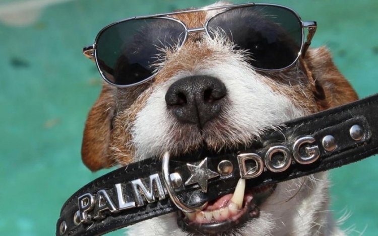 A némafilmes kutyája nyerte a jubileumi kutyasztár-versenyt