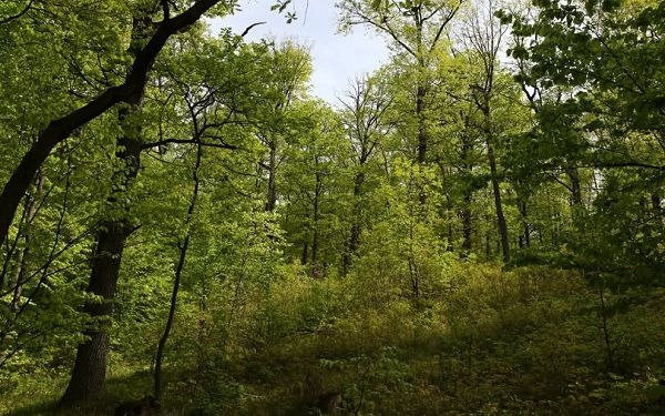 Az erdő sokkal több mint fa