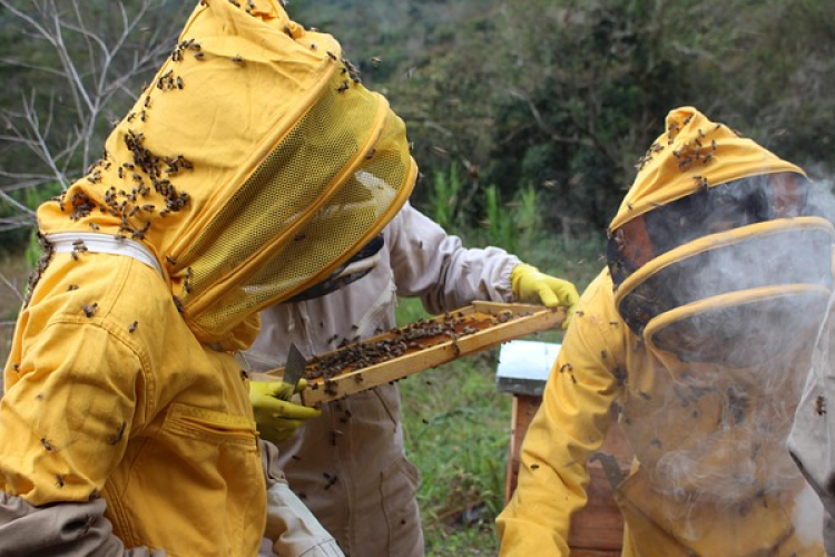 Méhészképzés a soproni egyetemen