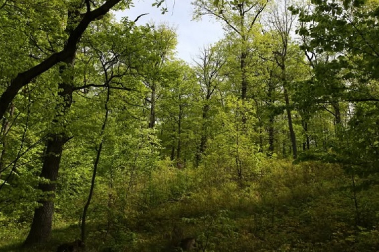Az erdő sokkal több mint fa