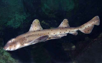 Babakocsiba rejtve csempésztek ki egy cápát egy amerikai akváriumból