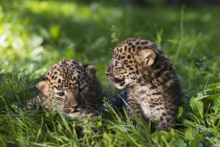 Képek a Nyíregyházi Állatpark leopárdjairól