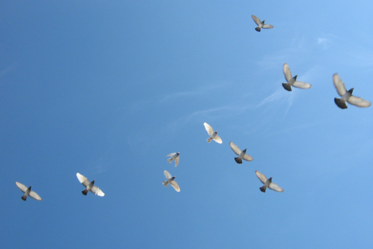 A betolakodó fajok világszerte fenyegetést jelentenek a védett területekre
