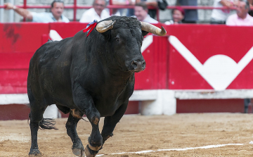 Másfél év szünet után újra bikaviadalt rendeztek Madridban