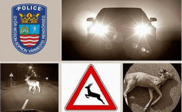 Vigyázat! Vadak az úton!