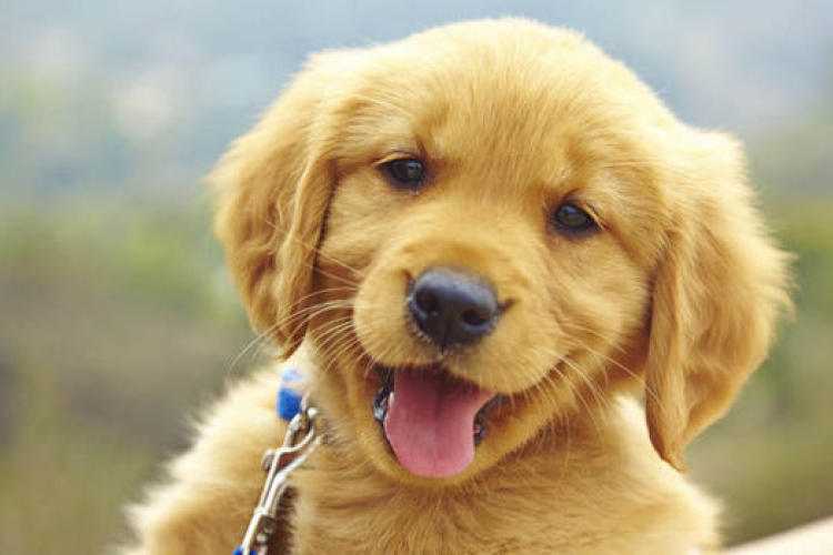 A kutyák is tisztában vannak azzal, ha nem tudnak valamit 