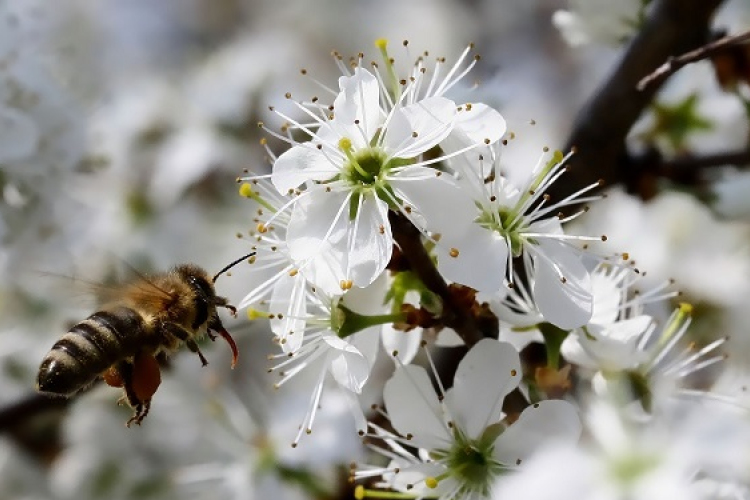 Méhek Napja Beledben