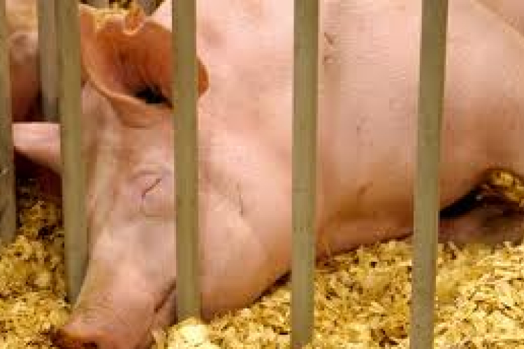 Nincs orvosság az Ukrajnában terjedő pestisre