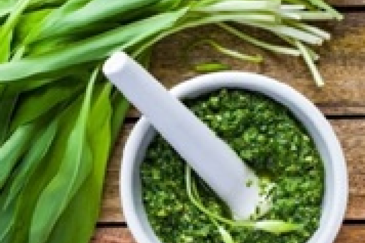 Medvehagyma gyűjtés és ételkóstolás