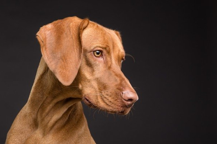 Eboltás Szilsárkányban