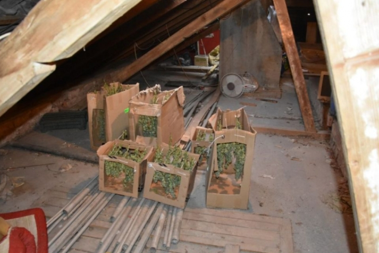 Padláson termesztette a marihuánát egy szentesi férfi