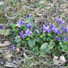 A Szanyi Horgásztó