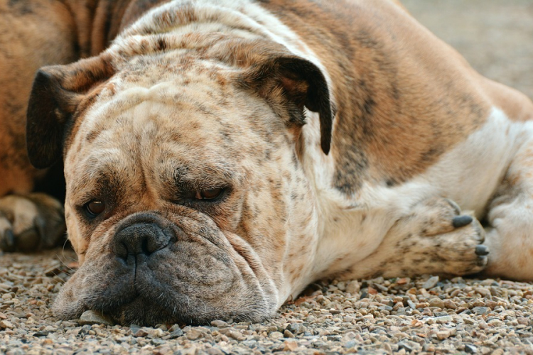 Hétfőn oltják a kutyákat Bágyogszováton