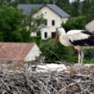 A megszületett kis gólyák látványgyűrűzése Szanyban. 