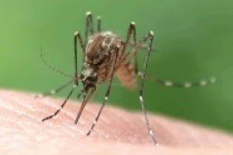 Trópusi betegségeket hozhat Magyarországra éghajlatváltozás