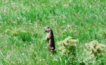 A hazai gyepek fajtagazdagsága az esőerdőkével vetekszik