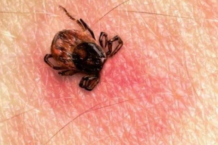 Új, veszedelmes kullancs jött délről Magyarországra