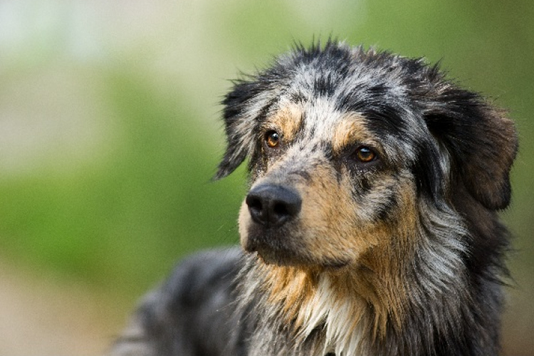 Felhívás ebösszeírásra Kapuváron