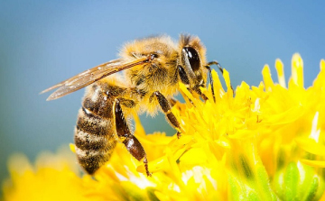 10 méhbarát növény erkélyre és kertbe