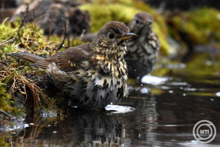 Az énekes rigó az év madara 2026-ban