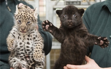 Jaguárikrek születtek a Nyíregyházi Állatparkban