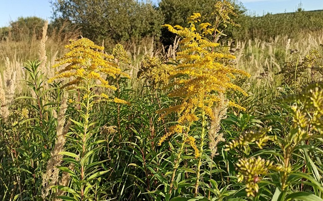 Védekezés az idegenhonos inváziós fajok ellen