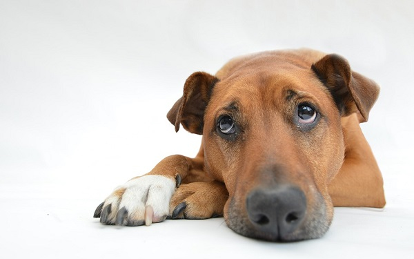 Soha ne menj el sérült, szenvedő állat mellett!