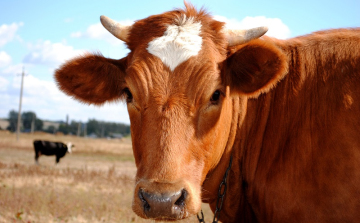 A Rábaközt is érintik a kéknyelv betegséggel kapcsolatos korlátozások