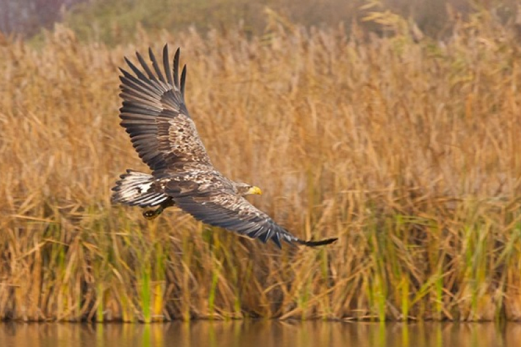Közel 200 sas, több mint 1000 ragadozómadár