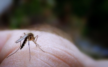A klímaváltozással több lesz a szúnyog