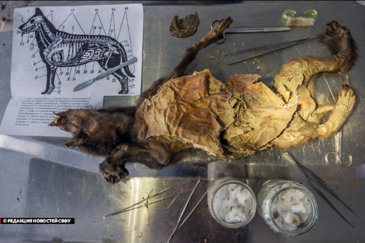 Felboncolták a világ legidősebb ismert kutyamúmiáját