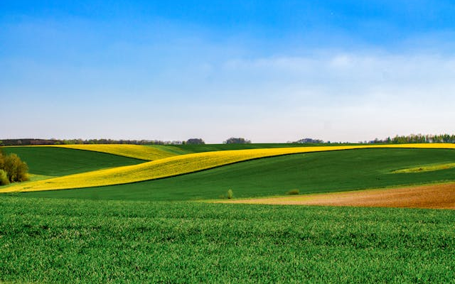 BIO gazdálkodás vetőmagfronton: milyen feltételekkel használhatsz ökológiai vetőmagot?