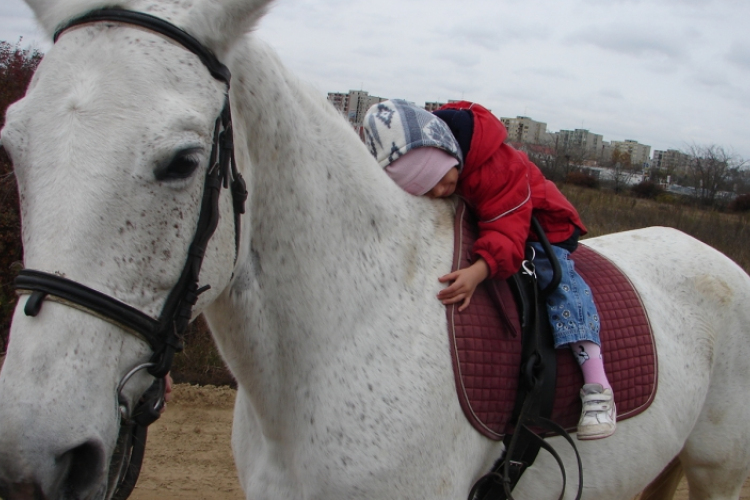 Az igazi lóerő gyógyít