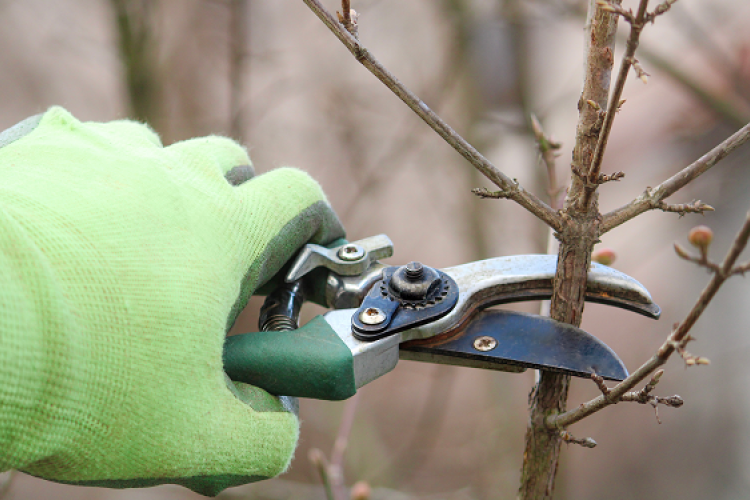 Önkéntes munka Osli szépítéséért