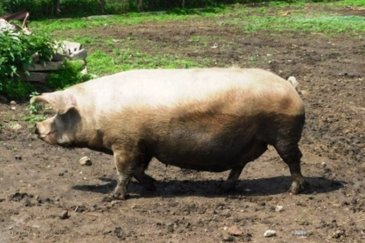 Nem válogatott – 300 kilós disznót és ékszereket lopott