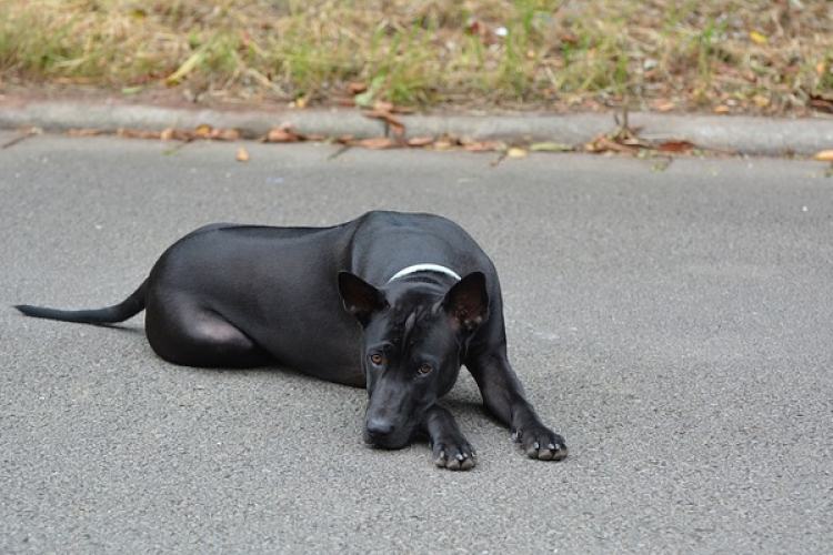 Gondot okoznak a kóborló kutyák Beledben