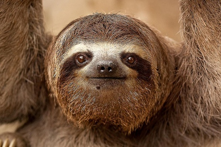 Szerelmes? Nézegessen lajhárt!