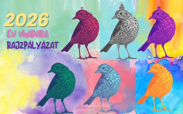 Év madara rajzpályázat