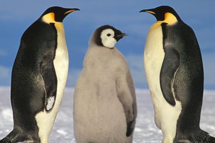 A császárpingvinek láthatatlan légpáncéllal védekeznek a hideg ellen