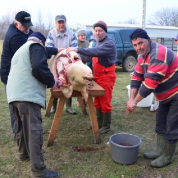 Az önkormányzat retró disznóölése Vágon