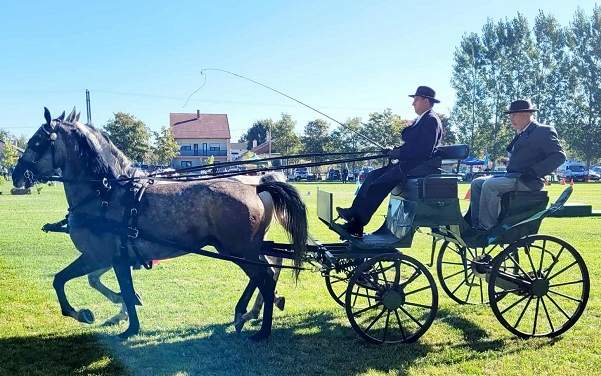 Kettesfogathajtó verseny Kapuváron