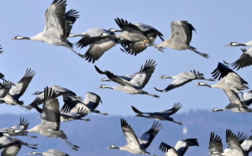 Áttelelő darvak a Fertő-tónál