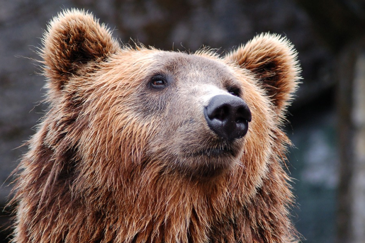 Két medvét is láttak kóborolni Pest megyében