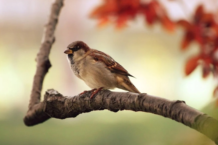 Elkezdődött a madáretetési szezon