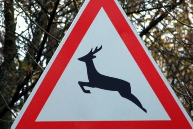 Továbbra is nagy a vadveszély megyénk útjain