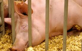 Nincs orvosság az Ukrajnában terjedő pestisre