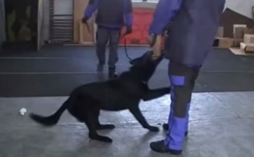 Szolgálati kutyákat vásárol a rendőrség