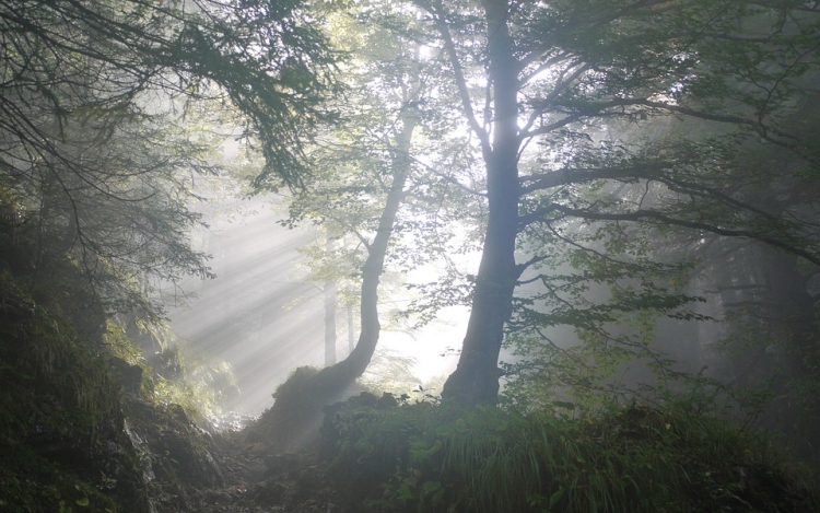 Csaknem egymillió facsemetét ültetett az Ipoly Erdő