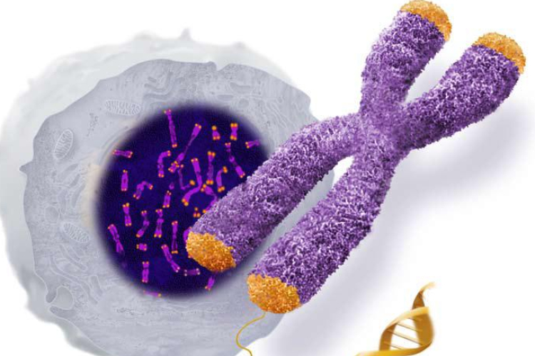 Megtalálták a fiatalság forrását? 