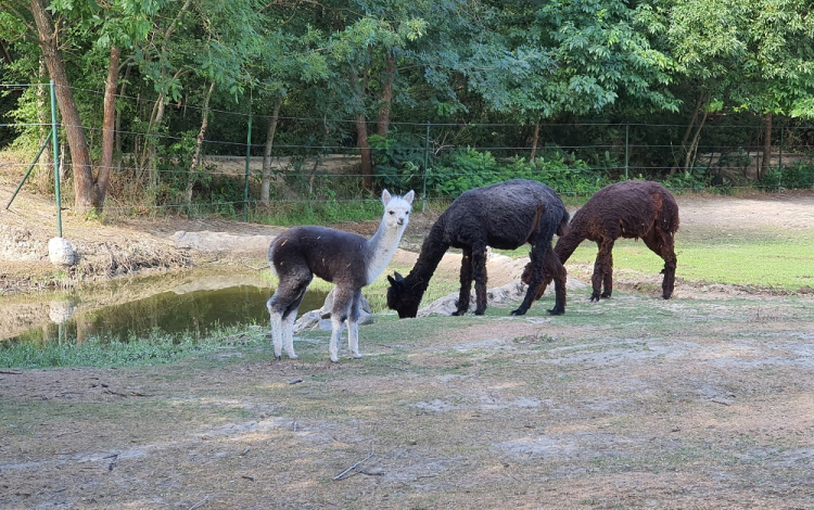Nandufiókák keltek ki és alpakacsikó született a Szegedi Vadasparkban